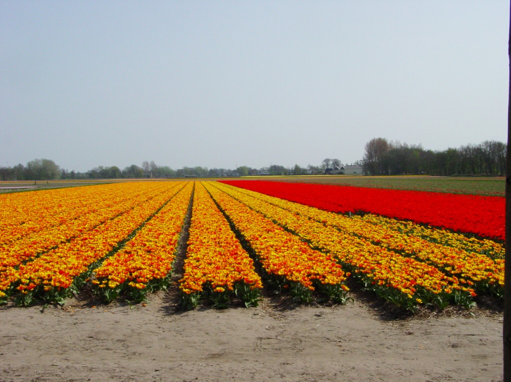 Tulpenfeld_blog
