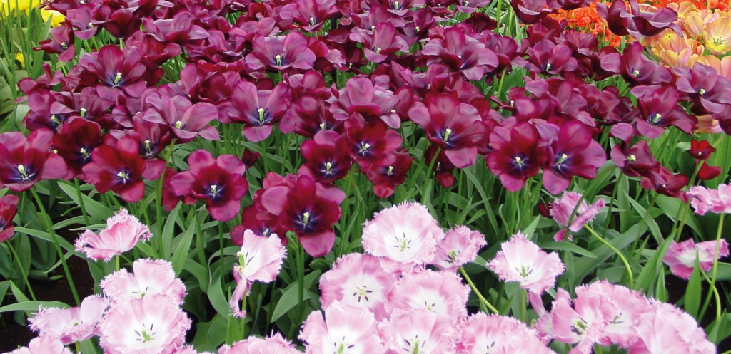 Tulpenmeer_blog
